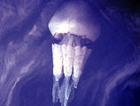 Ученые обнаружили в океане бессмертное существо: медузу Turritopsis nutricula