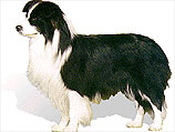 Британка бордер-колли названа самой умной собакой