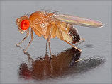 Интимная жизнь мух: за сексапильность отвечает биологический маркер