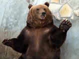 Американский биолог развенчал главный миф о медведях - они не любят мед