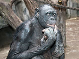 Науковці описали перший випадок канібалізму серед найближчих до людини мавп