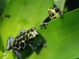 Перуанські жаби визнані першою моногамною амфібією