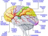 Нейробиологи научились читать мысли людей