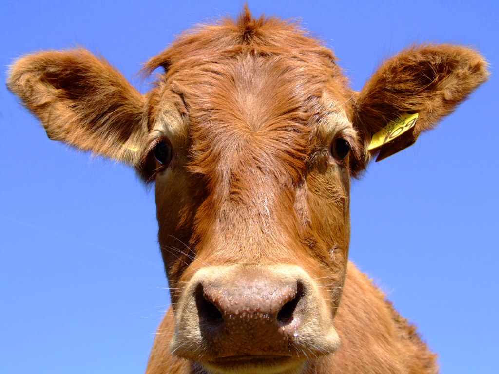 Випасання корів заважає глобальному потеплінню