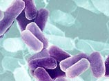Ученые открыли способность бактерий 