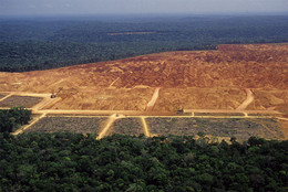 вырубленные джунгли Амазонки