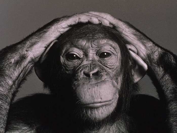 Шимпанзе осознают факт смерти и горюют по умершим