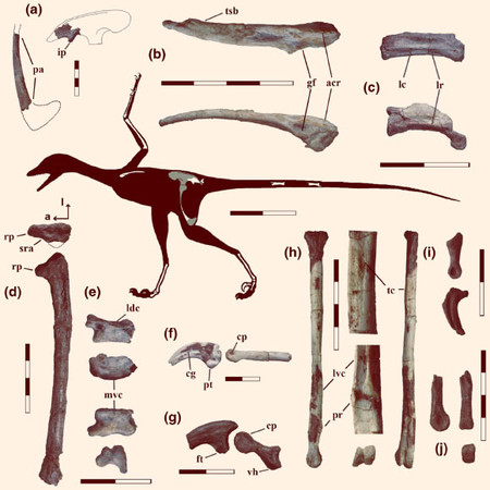 палеонтолог, останки, вид, динозавр, оверораптор