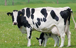 корова, скотоводство