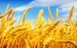 прогноз погода літо пшениця