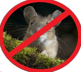 виды отрава крыса мыша средство