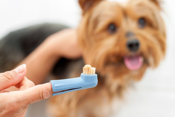 чистка зуб собака особенность процедура