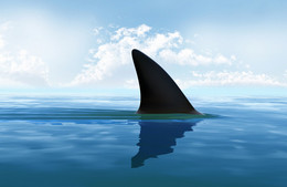 шарм а-шейх турист Украина атака акула