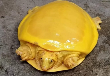 черепаха-альбинос