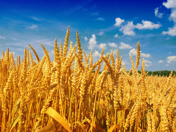 засоби захист пшениця