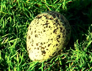 бразилия пигалица яйцо поле футбол