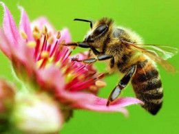 нидерланды перепись пчела
