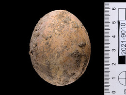 израиль археолог куриное яйцо