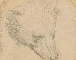 рисунок голова медведь художник леонардо да винчи