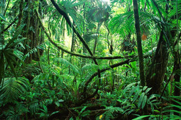 тропики лес