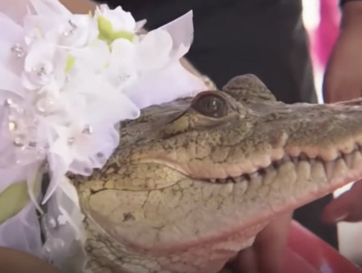Мер рибальського села у Мексиці взяв за дружину крокодила. ВІДЕО