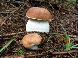 білий гриб