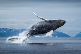 кит арктика