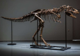 скелет горгозавр