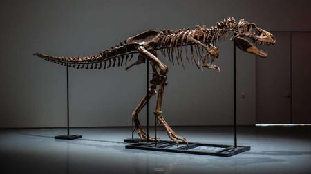 скелет горгозавр