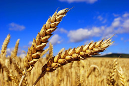 агропродукція пшениця
