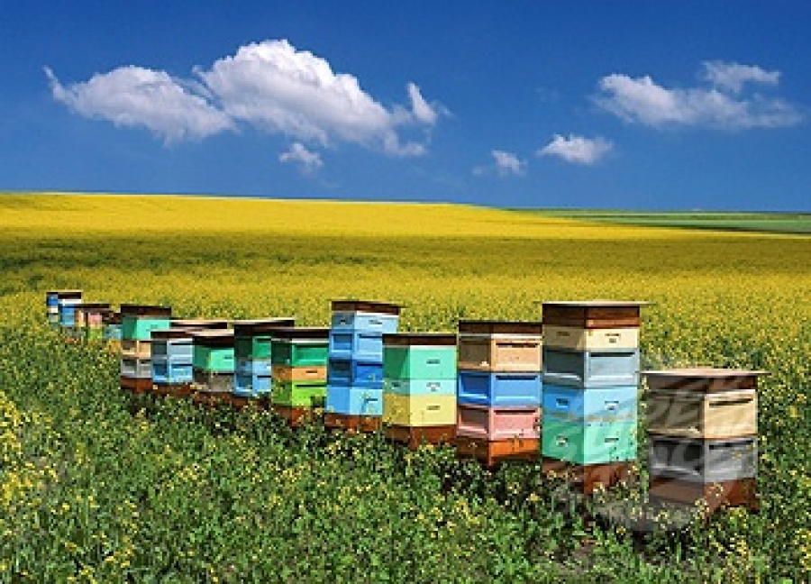 Вощина - важнейший строительный материал пчеловодства