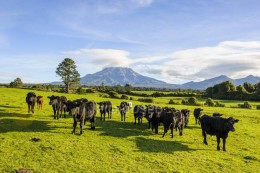 корови нова зеландія
