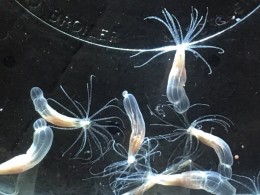 морські анемони Nematostella vectensis