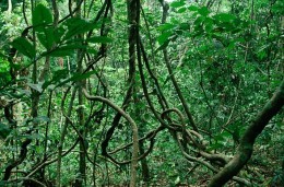 тропічний ліс ліана