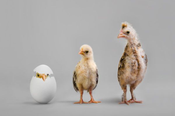 Яйце чи курка: що з'явилося раніше