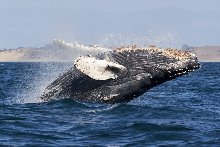 Поспілкувалися з китом вчені, але не знають, що йому сказали