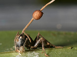 В Германии обнаружены муравьи-зомби и поработивший их гриб