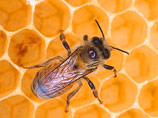 Изменение климата может нести угрозу цветам, пчелам и пищевым ресурсам