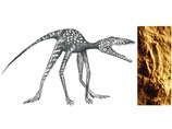Самый древний динозавр был размером с кошку, выяснили ученые