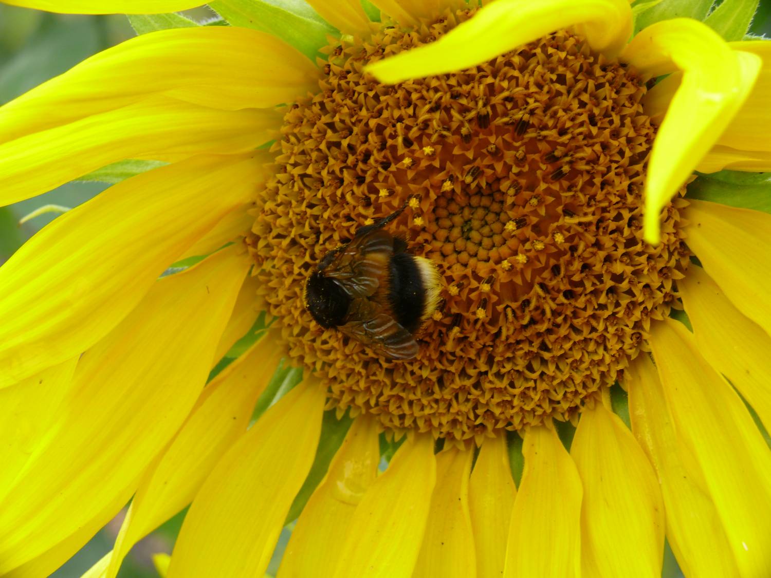 Старые пчелы запоминают дорогу к улью хуже, чем молодые