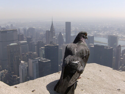 Нью-Йорк объявил войну голубям