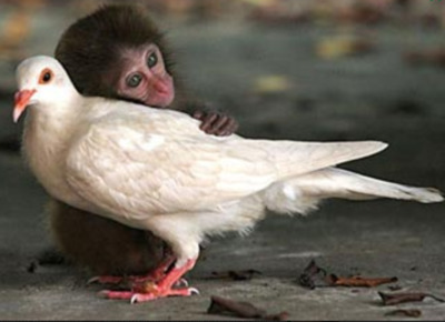 Белый голубь и трехмесячная обезьянка