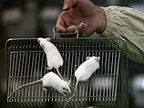 Астму и аллергию можно "выключать": американские биологи нашли "кнопку"