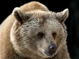 В Подмосковье медведь напал на женщину. Своим спасением она обязана дочери