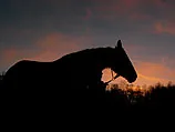 Американцу грозит 5 лет тюремного заключения за секс с лошадью