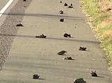 Новий випадок масової загибелі птахів стався в Канаді