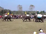 В Непале слоны поиграли в футбол, забив несколько мячей. ВИДЕО