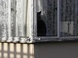 Кот-клептоман из Калифорнии украл более 600 вещей: любит носки, обувь и нижнее белье