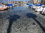 В гавани на юге Калифорнии "задохнулся" миллион сардин (ФОТО)