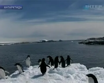 Ученые попытались увидеть мир глазами пингвинов. ВИДЕО